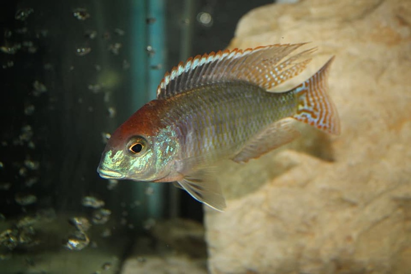 Lethrinops sp. 'red cap' Itungi